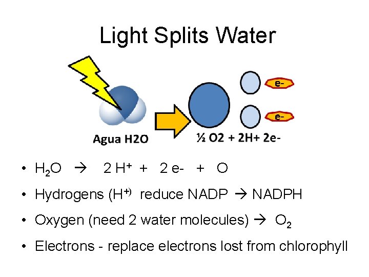 Light Splits Water • H 2 O 2 H+ + 2 e- + O