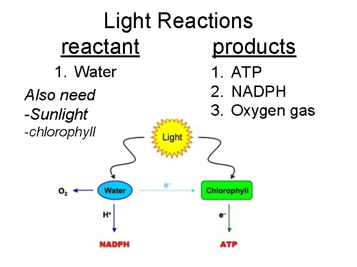 Light Reactions reactant products 1. Water Also need -Sunlight -chlorophyll 1. ATP 2. NADPH