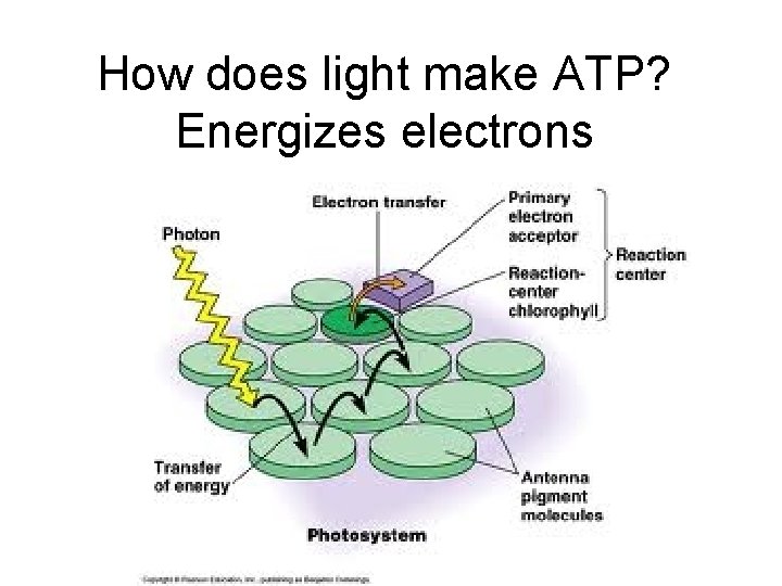 How does light make ATP? Energizes electrons 