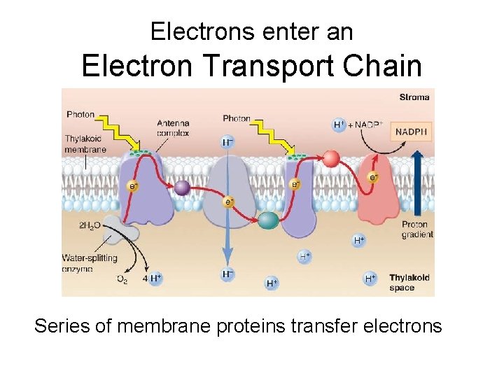 Electrons enter an Electron Transport Chain Series of membrane proteins transfer electrons 