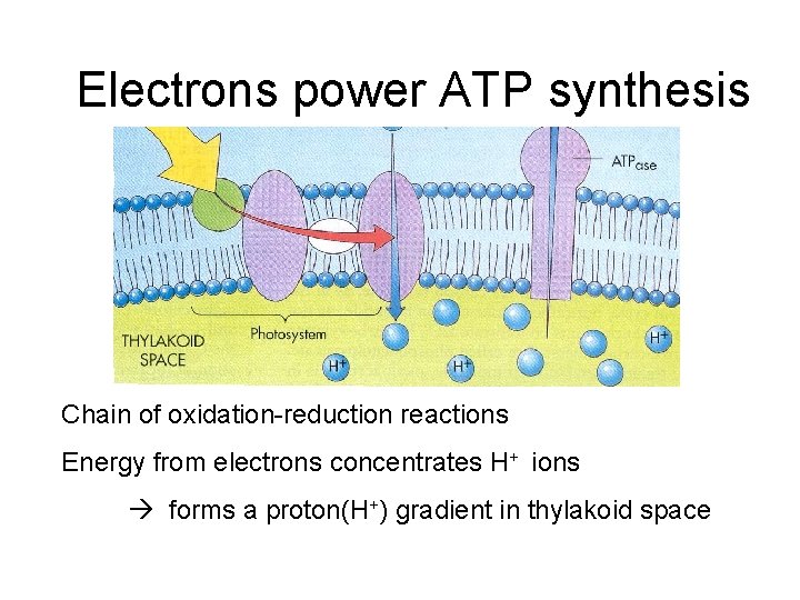Electrons power ATP synthesis Chain of oxidation-reduction reactions Energy from electrons concentrates H+ ions