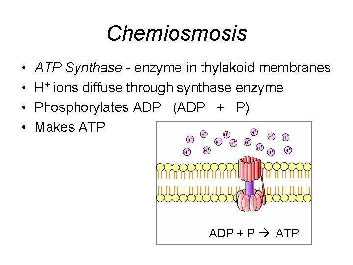 Chemiosmosis • • ATP Synthase - enzyme in thylakoid membranes H+ ions diffuse through