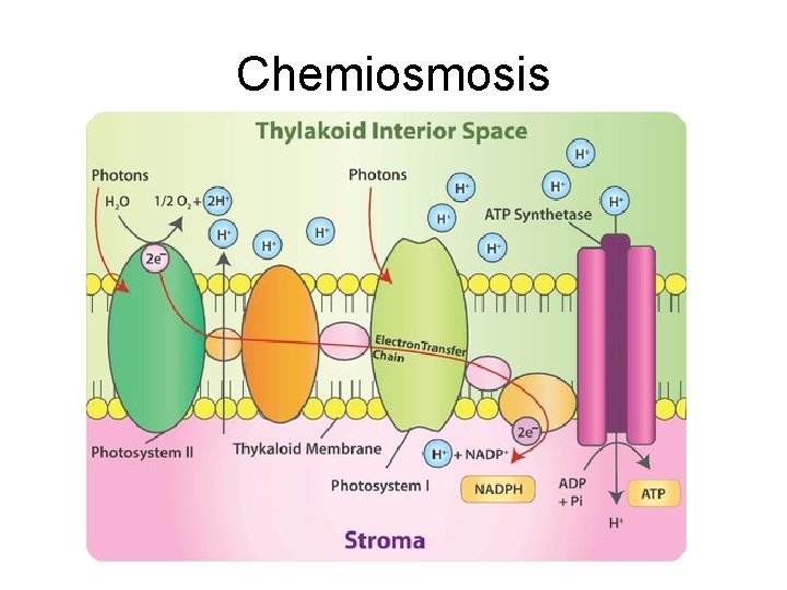 Chemiosmosis 