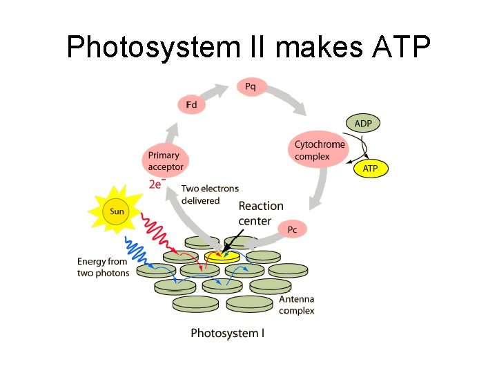 Photosystem II makes ATP 