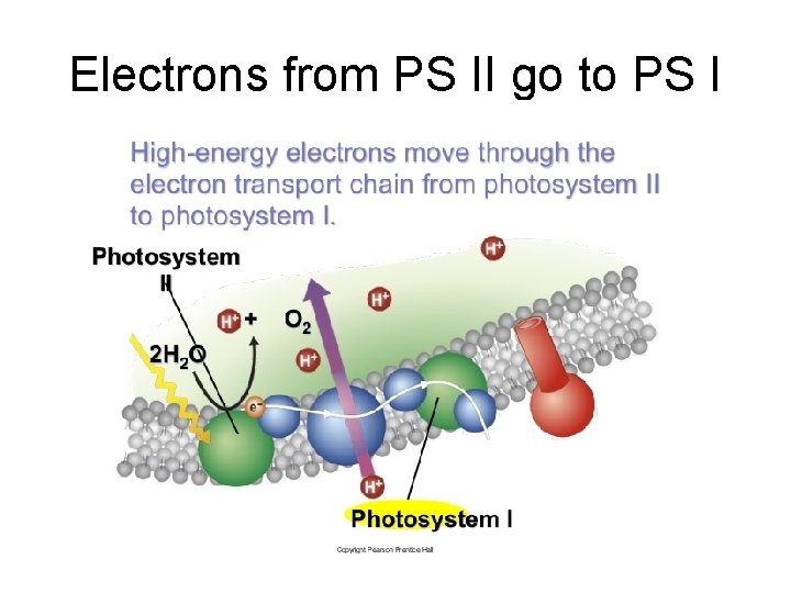 Electrons from PS II go to PS I 