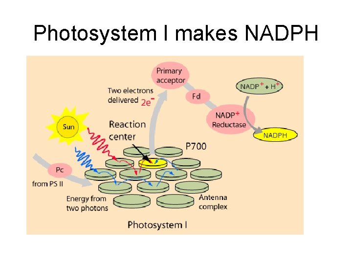 Photosystem I makes NADPH 