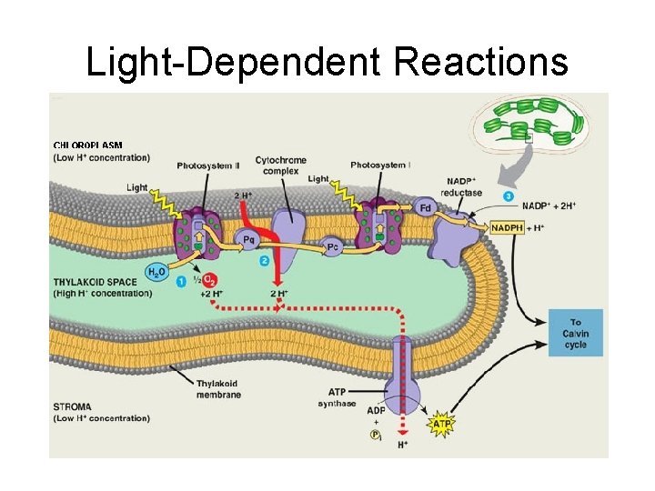 Light-Dependent Reactions 