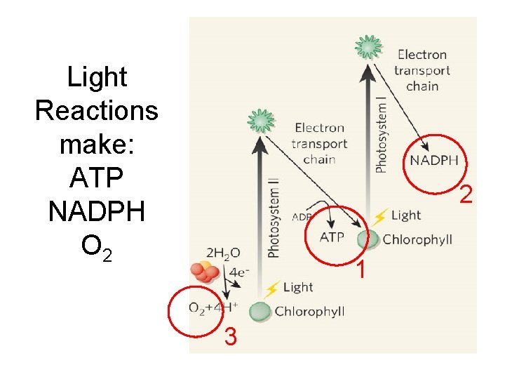 Light Reactions make: ATP NADPH O 2 2 1 3 