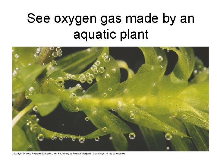 See oxygen gas made by an aquatic plant 