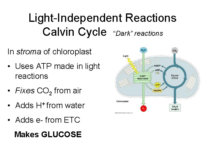 Light-Independent Reactions Calvin Cycle “Dark” reactions In stroma of chloroplast • Uses ATP made