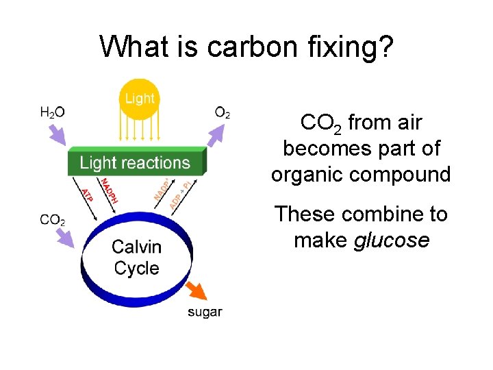What is carbon fixing? CO 2 from air becomes part of organic compound These