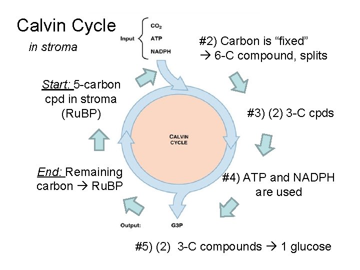 Calvin Cycle in stroma #2) Carbon is “fixed” 6 -C compound, splits Start: 5