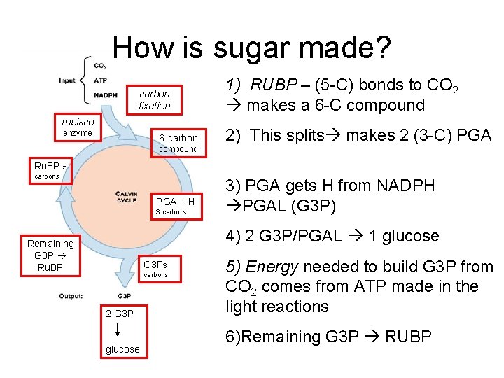 How is sugar made? carbon fixation rubisco enzyme 6 -carbon compound 1) RUBP –