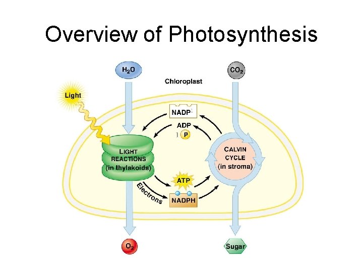 Overview of Photosynthesis 