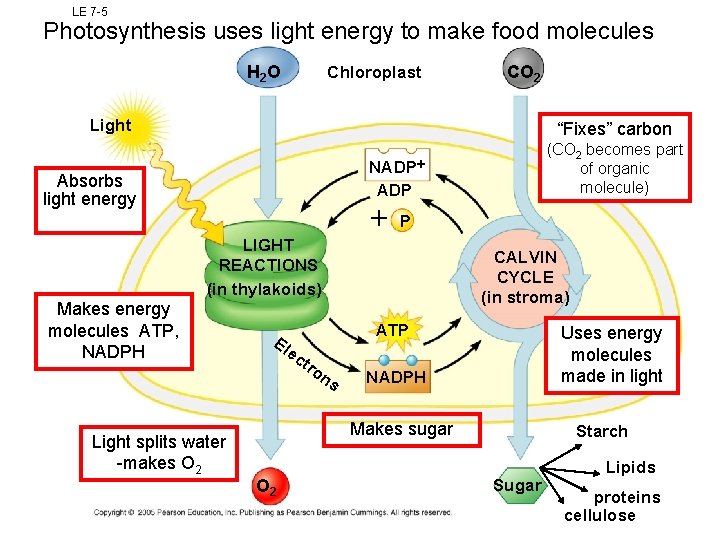 LE 7 -5 Photosynthesis uses light energy to make food molecules H 2 O