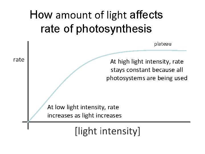 How amount of light affects rate of photosynthesis plateau At high light intensity, rate