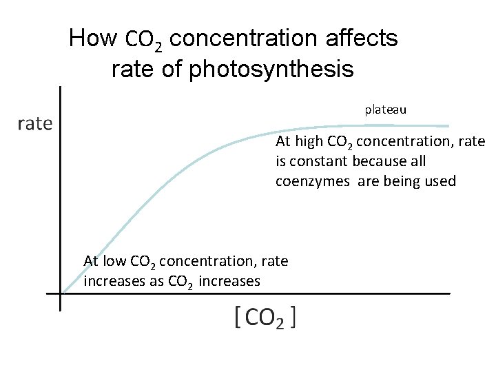 How CO 2 concentration affects rate of photosynthesis plateau At high CO 2 concentration,