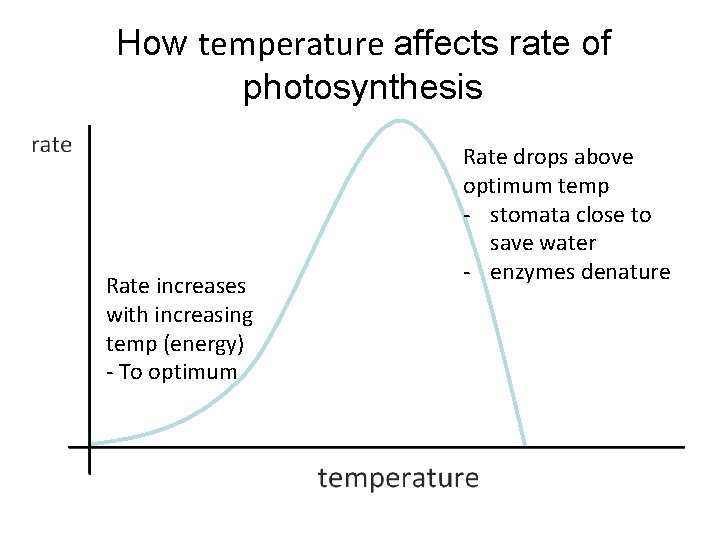 How temperature affects rate of photosynthesis Rate increases with increasing temp (energy) - To