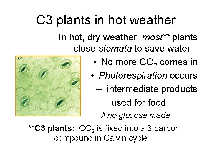 C 3 plants in hot weather In hot, dry weather, most** plants close stomata