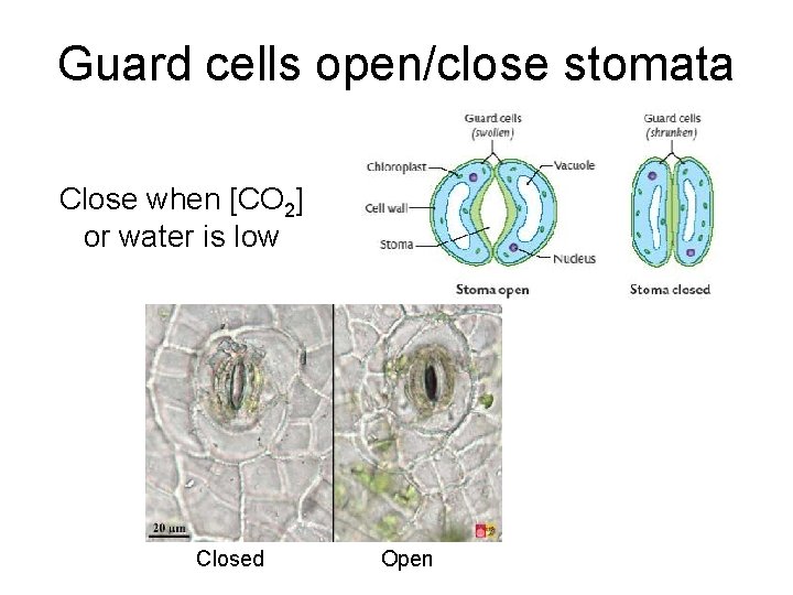 Guard cells open/close stomata Close when [CO 2] or water is low Closed Open