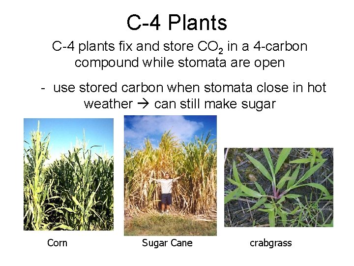 C-4 Plants C-4 plants fix and store CO 2 in a 4 -carbon compound