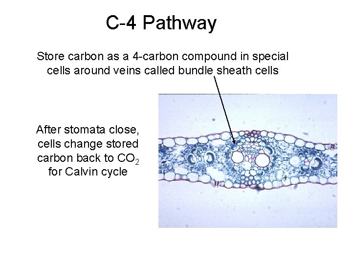 C-4 Pathway Store carbon as a 4 -carbon compound in special cells around veins
