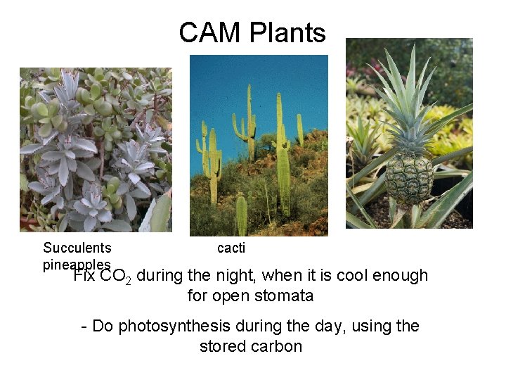 CAM Plants Succulents pineapples cacti Fix CO 2 during the night, when it is
