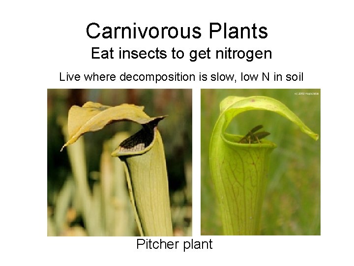 Carnivorous Plants Eat insects to get nitrogen Live where decomposition is slow, low N