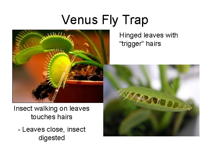 Venus Fly Trap Hinged leaves with “trigger” hairs Insect walking on leaves touches hairs