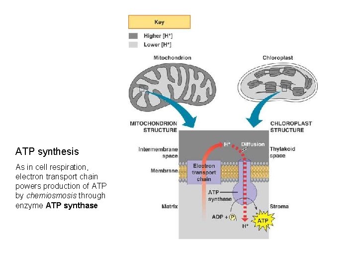 ATP synthesis As in cell respiration, electron transport chain powers production of ATP by