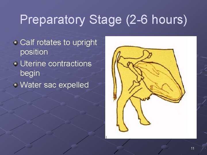 Preparatory Stage (2 -6 hours) Calf rotates to upright position Uterine contractions begin Water