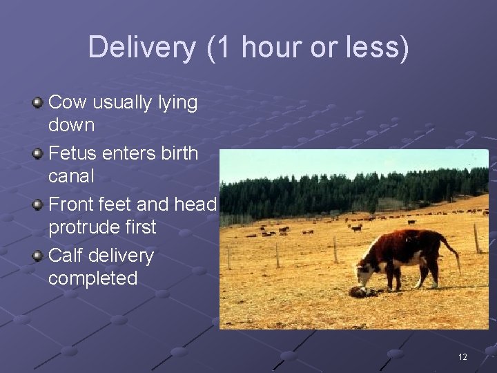 Delivery (1 hour or less) Cow usually lying down Fetus enters birth canal Front