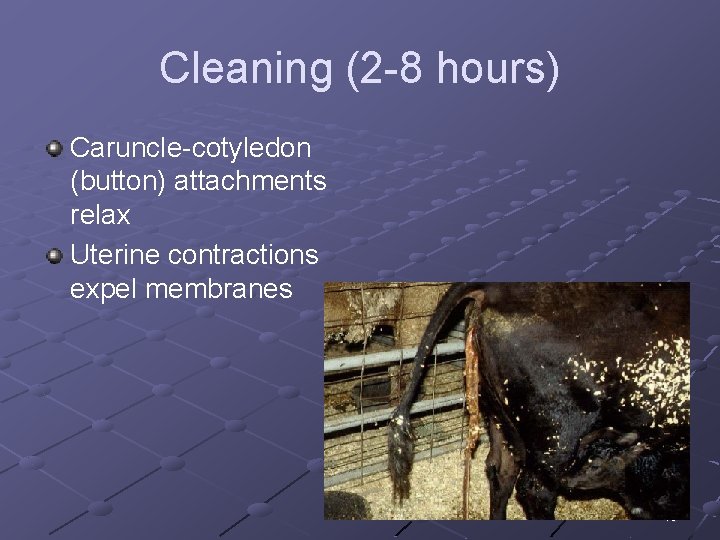 Cleaning (2 -8 hours) Caruncle-cotyledon (button) attachments relax Uterine contractions expel membranes 13 