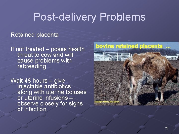 Post-delivery Problems Retained placenta If not treated – poses health threat to cow and