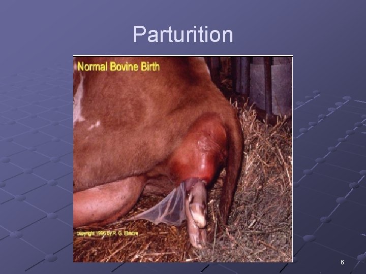 Parturition 6 