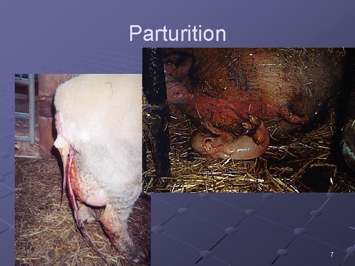 Parturition 7 