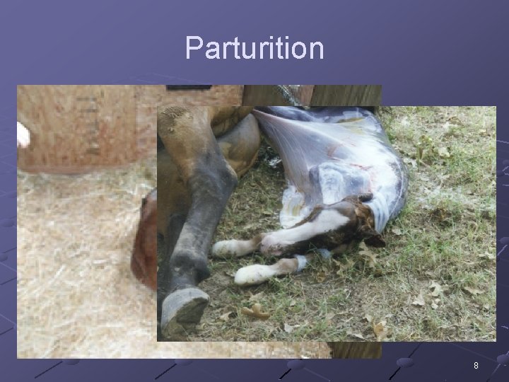 Parturition 8 