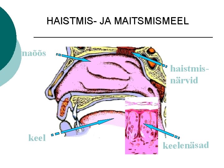 HAISTMIS- JA MAITSMISMEEL ninaõõs haistmisnärvid keelenäsad 