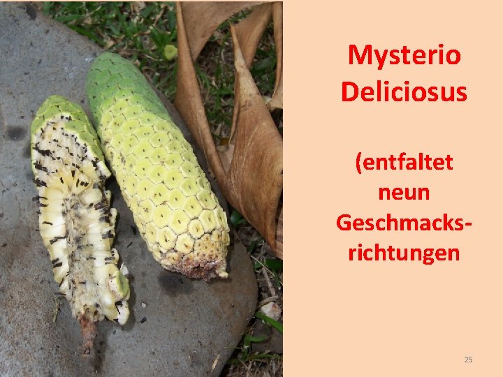 Mysterio Deliciosus (entfaltet neun Geschmacksrichtungen 25 