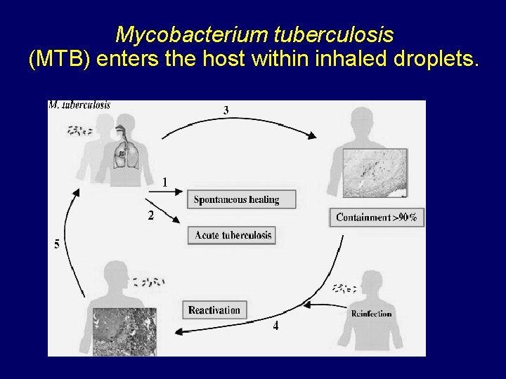 Mycobacterium tuberculosis (MTB) enters the host within inhaled droplets. 