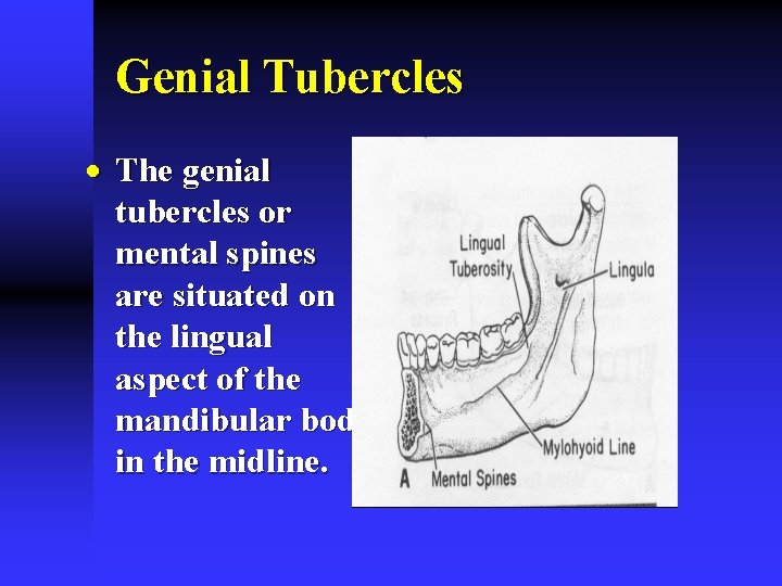 Genial Tubercles · The genial tubercles or mental spines are situated on the lingual