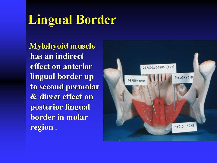Lingual Border Mylohyoid muscle has an indirect effect on anterior lingual border up to