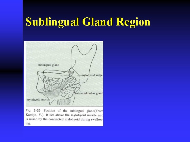 Sublingual Gland Region 