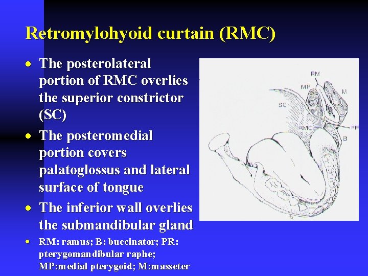 Retromylohyoid curtain (RMC) · The posterolateral portion of RMC overlies the superior constrictor (SC)