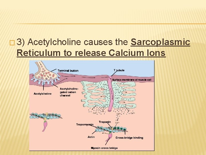 � 3) Acetylcholine causes the Sarcoplasmic Reticulum to release Calcium Ions 