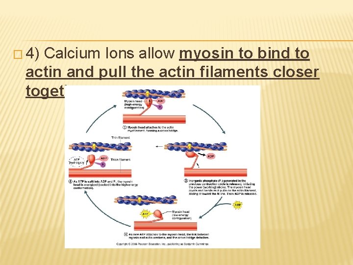 � 4) Calcium Ions allow myosin to bind to actin and pull the actin