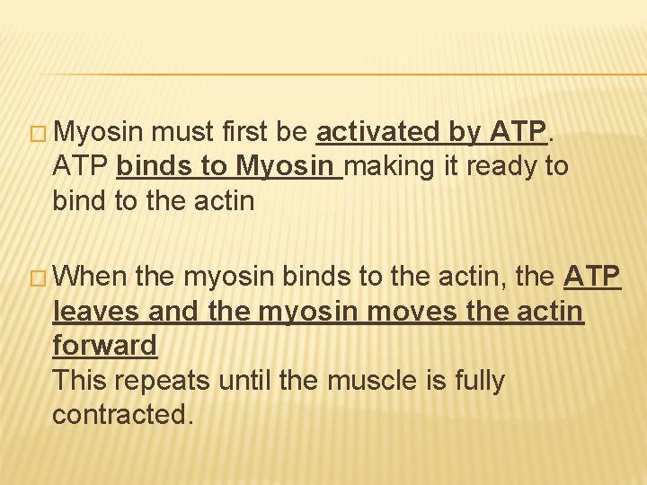 � Myosin must first be activated by ATP binds to Myosin making it ready