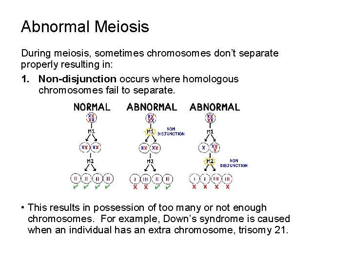 Abnormal Meiosis During meiosis, sometimes chromosomes don’t separate properly resulting in: 1. Non-disjunction occurs