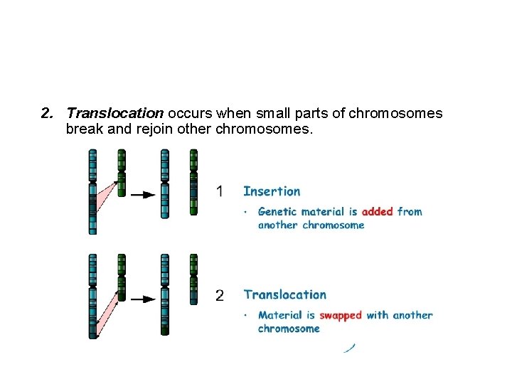 2. Translocation occurs when small parts of chromosomes break and rejoin other chromosomes. 