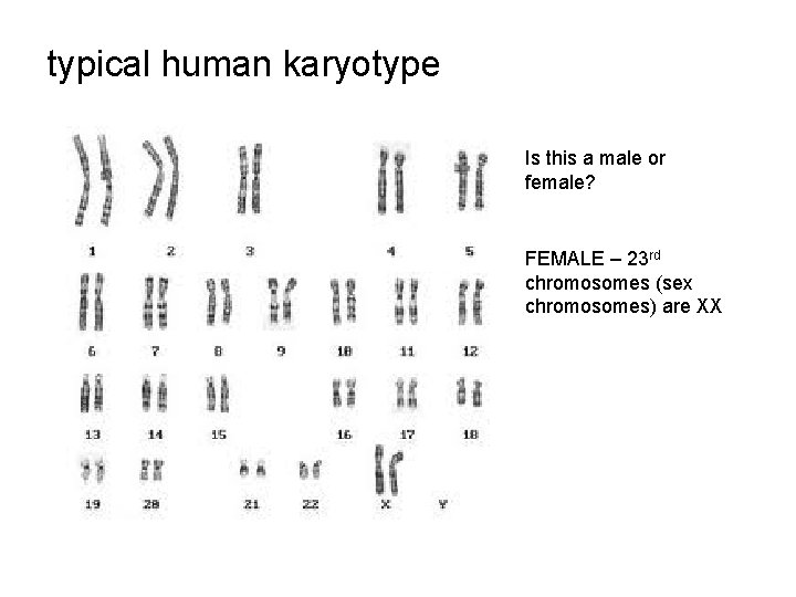 typical human karyotype Is this a male or female? FEMALE – 23 rd chromosomes